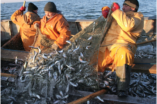 Рыбодобывающие организации, промышляющие в Калининградском заливе, подтолкнули к наращиванию объемов промысла