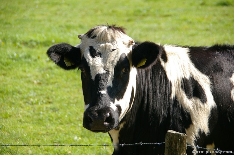 В Калининградской области перестало расти поголовье крупного рогатого скота
