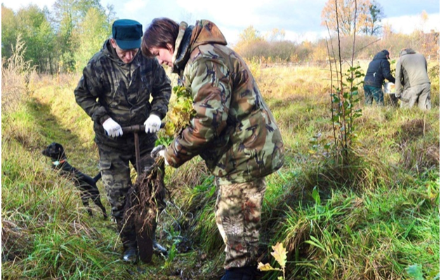 В Калининградской области высажено 224 тысячи саженцев ели и дуба
