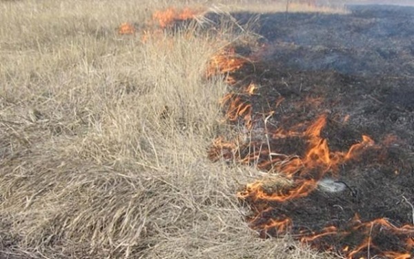 Калининград заволокло дымом от горящей сухой травы