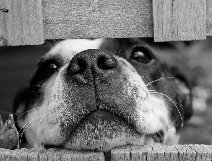 Прокурор требует через суд компенсацию в пользу девочки, которую покусала бродячая собака Прокурор требует через суд компенсацию в пользу девочки, которую покусала бродячая собака