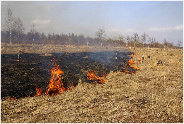 В Калининградской области объявлен режим пожароопасного сезона