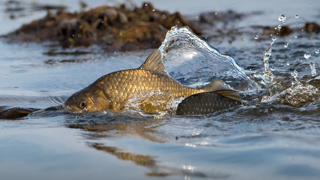 В Калининградской области вводится двухмесячник по охране весенне-нерестующих видов рыб