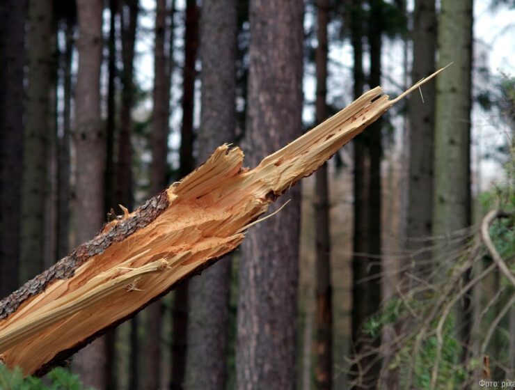 Транспортная компания судится с администрацией Светлогорска из-за упавшего на автомобиль дерева