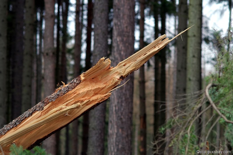 Транспортная компания судится с администрацией Светлогорска из-за упавшего на автомобиль дерева