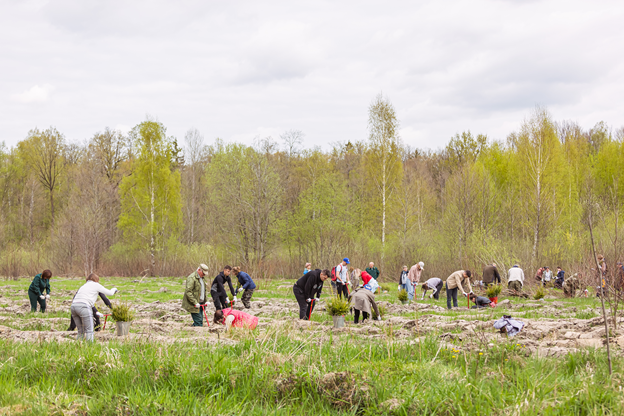 Восемь тысяч деревьев высажено в Калининградской области в рамках акции «Сад памяти»