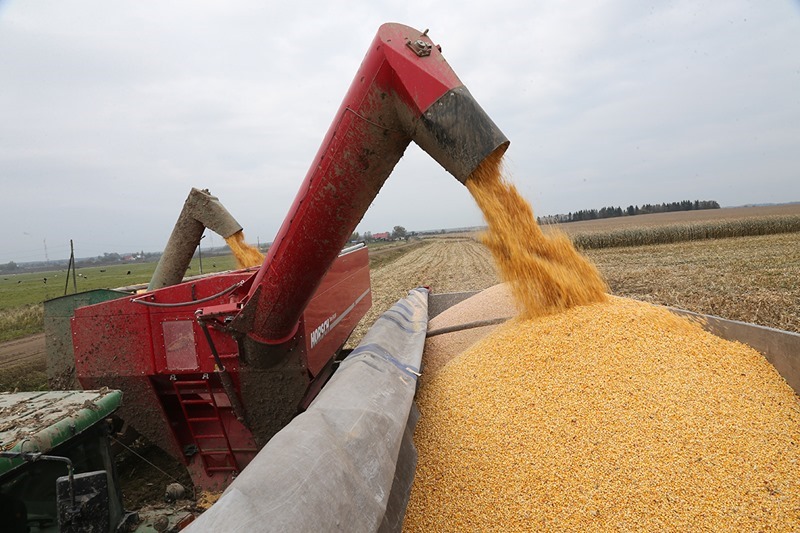 Западные страны массово вывозят украинское зерно в своих интересах