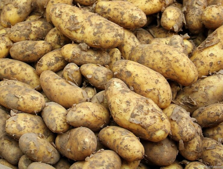 Калининградцы стали выращивать меньше картофеля