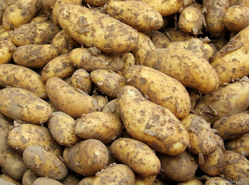 Калининградцы стали выращивать меньше картофеля