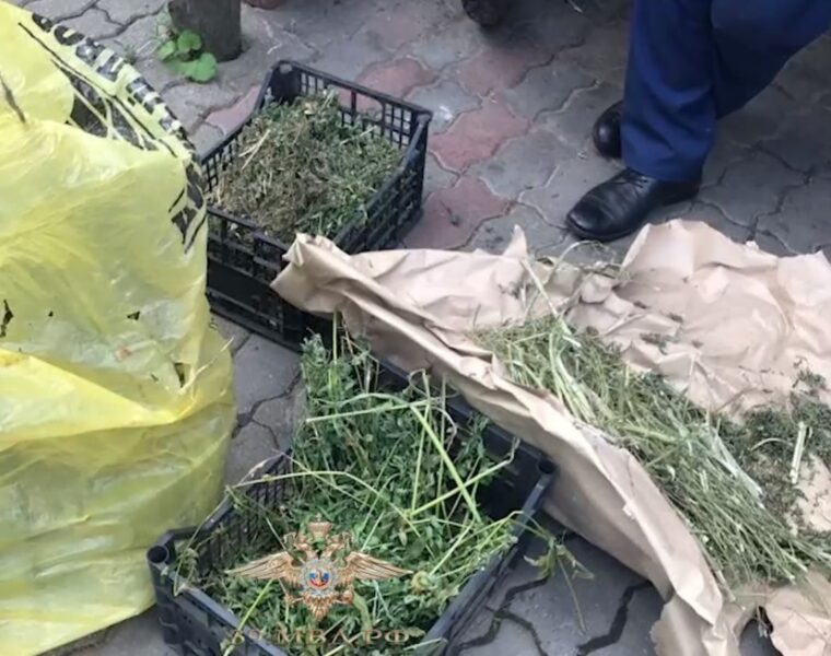 200 кустов конопли вырастил в теплице житель Калининградской области