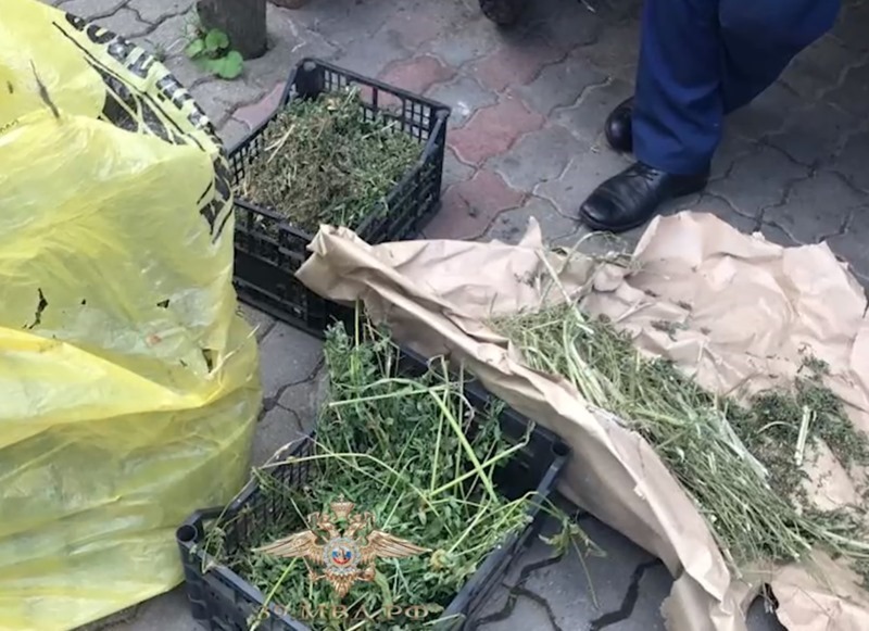 200 кустов конопли вырастил в теплице житель Калининградской области