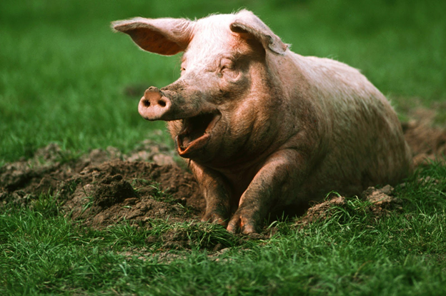 В Калининградской области зарегистрирована новая вспышка африканской чумы свиней
