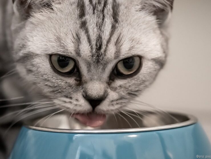 Калининградка пытается отсудить у водителя 50 тысяч рублей за смерть её кошки Калининградка пытается отсудить у водителя 50 тысяч рублей за смерть её кошки