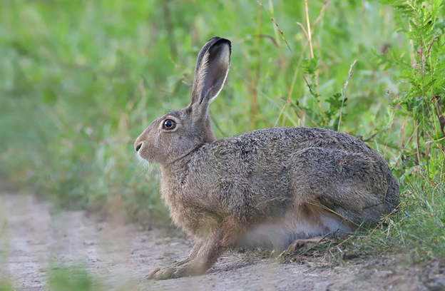 В Калининградской области приступают к приёму заявлений на охоту на зайца-русака