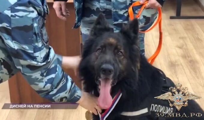 В Калининграде проводили на пенсию полицейского пса Диснея