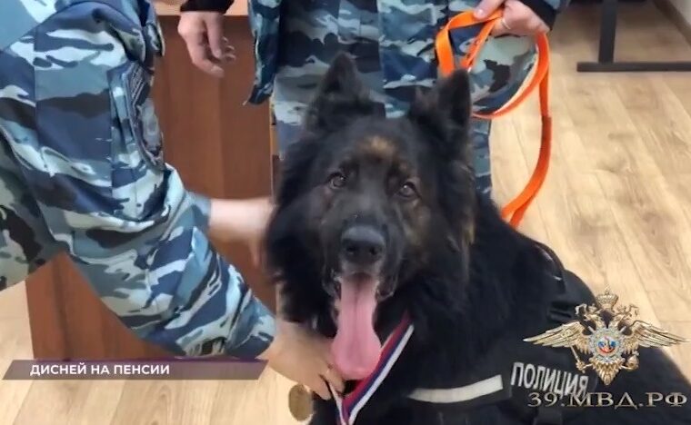 В Калининграде проводили на пенсию полицейского пса Диснея