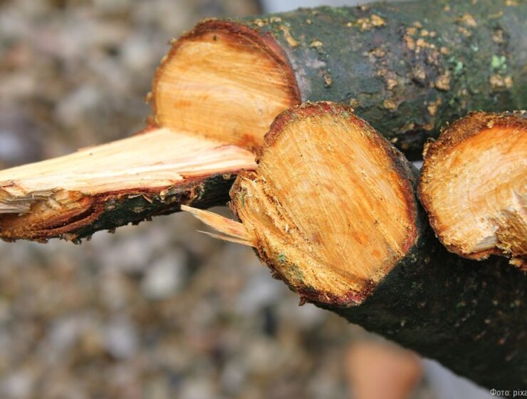 Калининградец понесёт уголовную ответственность за незаконную вырубку деревьев