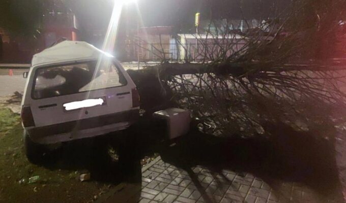 Пьяный молодой водитель перепутал дерево с дорогой