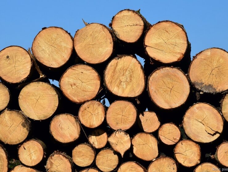 Калининградец украл 5 кубометров древесины с сельского кладбища