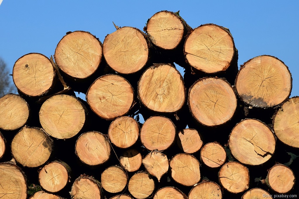 Калининградец украл 5 кубометров древесины с сельского кладбища