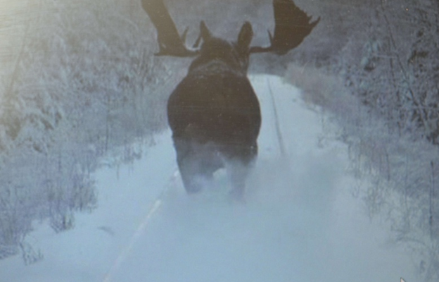 В Калининградской области поезд насмерть сбил лося