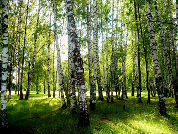 В Калининградской области уменьшилась площадь лесных земель, но увеличилась площадь лесов