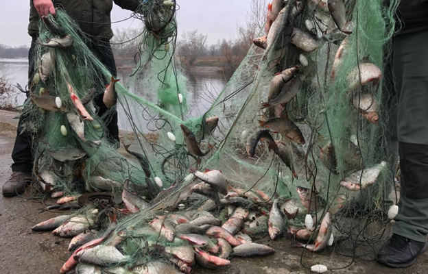 Депутат с дружками попался на хищническом рыбном браконьерстве на 1,1 млн рублей