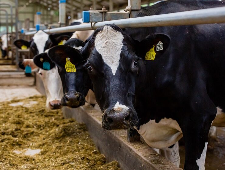 Калининградская область стала единственным регионом СЗФО, где наблюдался рост производства молока и мяса