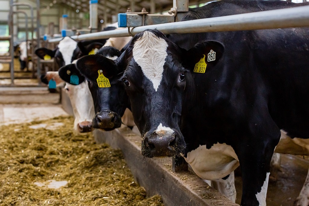 Калининградская область стала единственным регионом СЗФО, где наблюдался рост производства молока и мяса