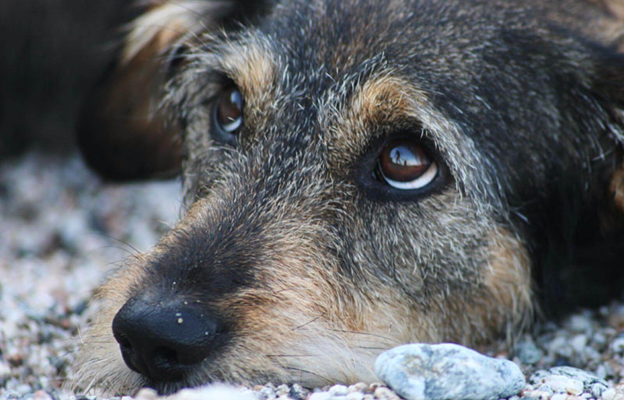 Прокуратура пытается защитить жителей Советска от бродячих собак