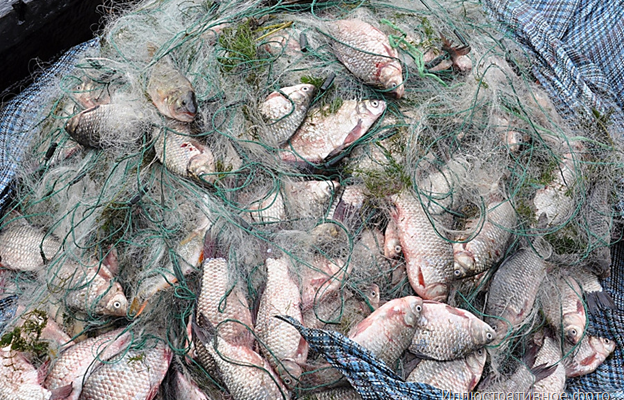Браконьеров лишили 265 кг незаконно выловленной рыбы