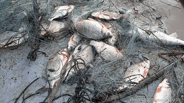 На речке под Калининградом задержали матёрого браконьера, «рыбачившего» 14-ю сетями
