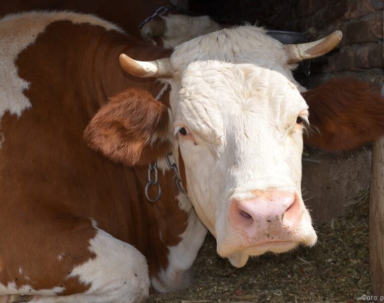 Неманский животновод подозревается в серии краж чужого скота
