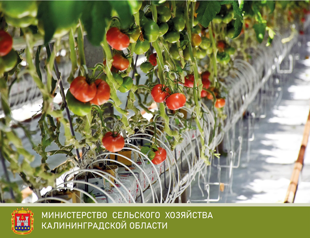 В теплице в Калининградской области впервые выявлено новое для региона инфекционное заболевание томатов