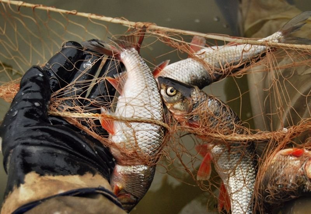 Рыбных браконьеров наказали рублём