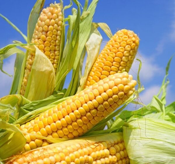 Двое предприимчивых калининградцев украли более 8 тысяч початков кукурузы