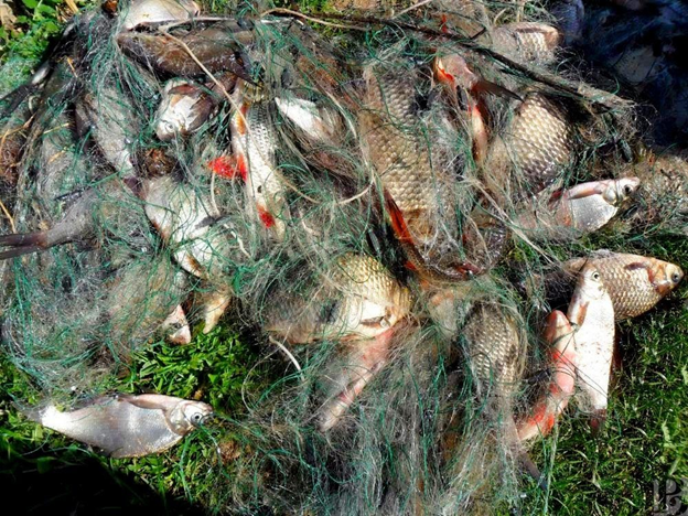 Рыбные браконьеры поплатились снастями и уловом
