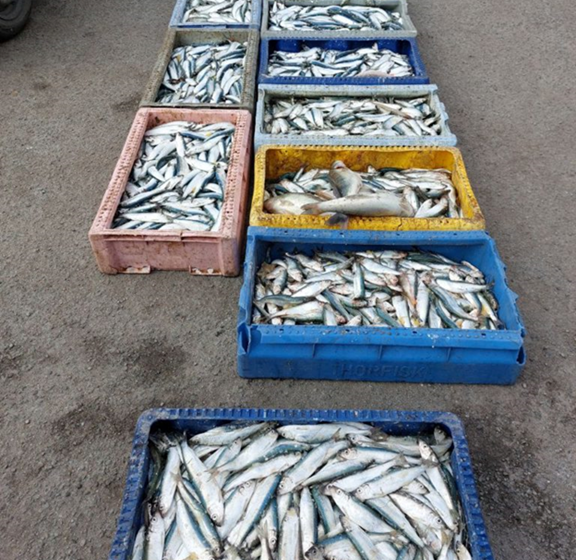 В Калининградской области у браконьеров изъяли 2,3 тонны рыбы