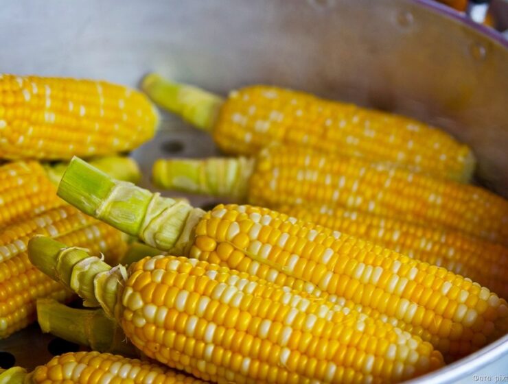 Пара калининградцев украла с поля 950 початков кукурузы