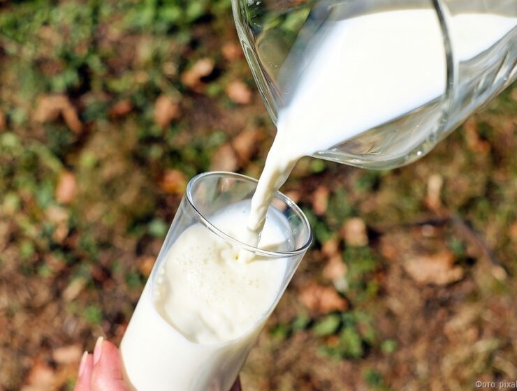 Фермеры производят каждый третий литр молока в Калининградской области