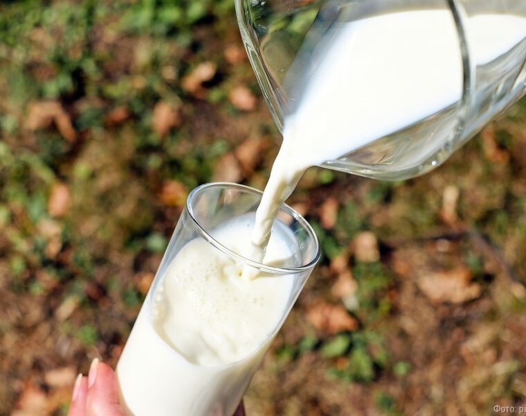 Фермеры производят каждый третий литр молока в Калининградской области
