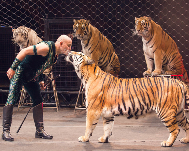 «Ап! И тигры у ног моих сели»: 4 из 10 калининградцев — за цирковые представления без животных