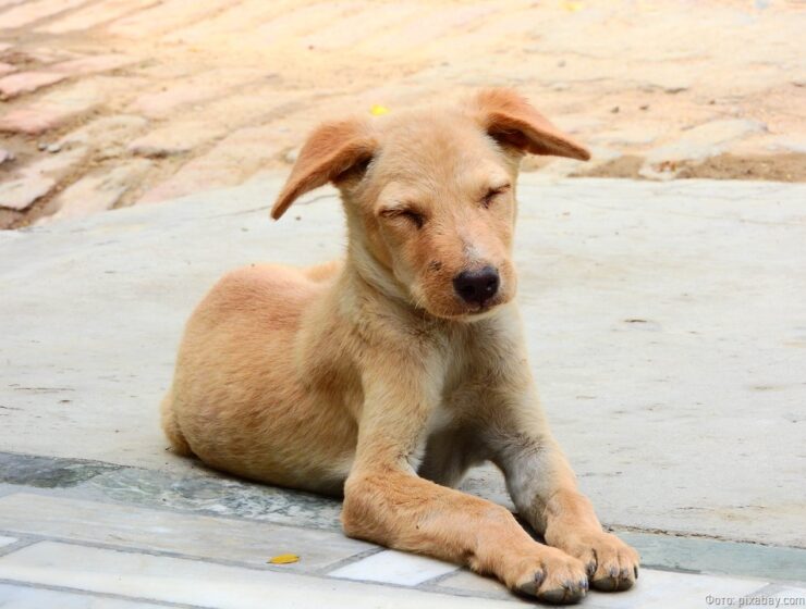 Прокурор требует от калининградца ограничить свободный выгул 50 собак