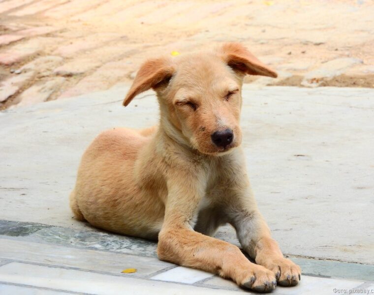 Прокурор требует от калининградца ограничить свободный выгул 50 собак