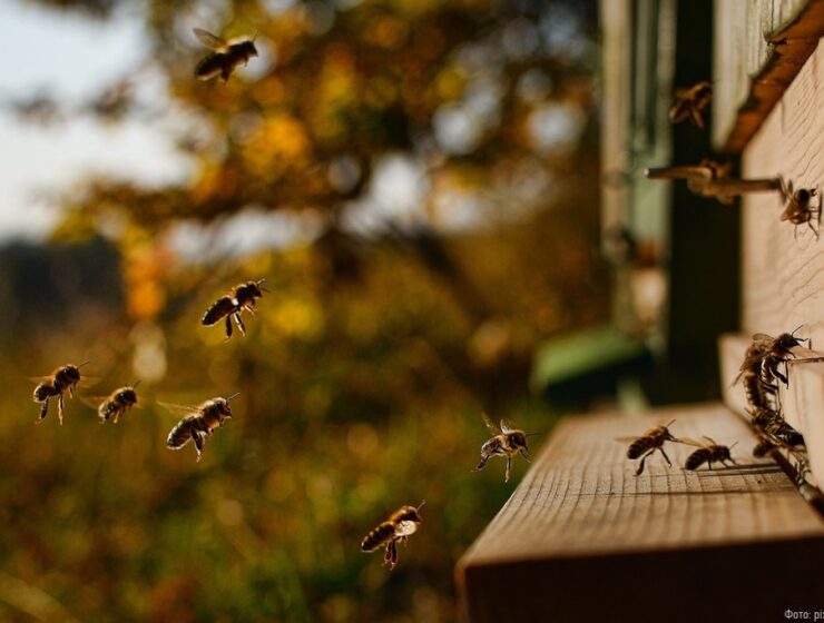 Пчеловод украл у конкурента 9 ульев