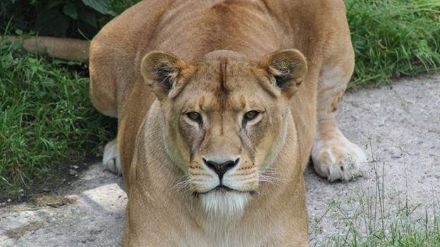 В калининградском зоопарке осиротела львица Лея
