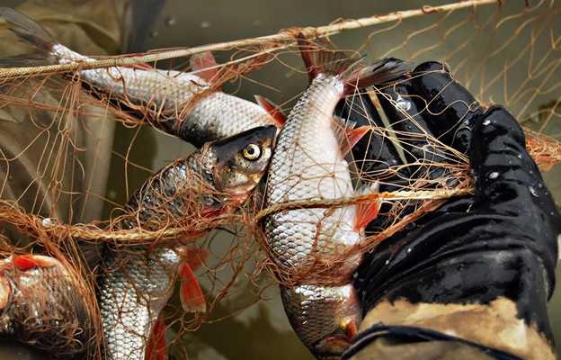 Рыбным браконьерам грозит лишение свободы до пяти лет
