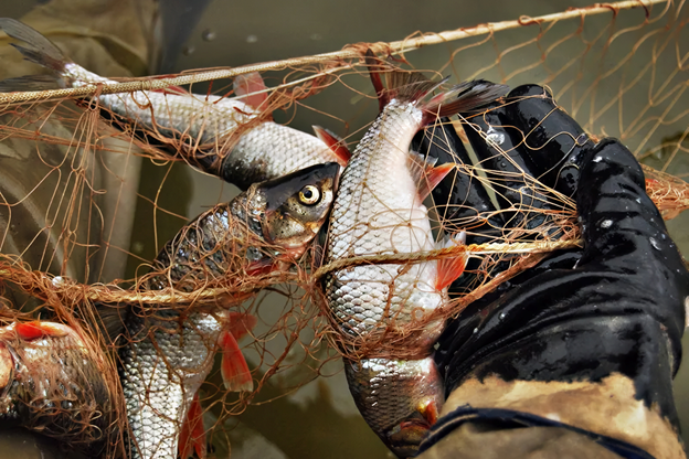 Рыбным браконьерам грозит лишение свободы до пяти лет