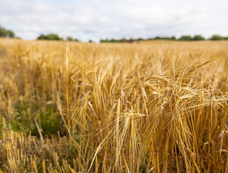 На Калининградскую область пришлось более половины всего произведённого в СЗФО зерна