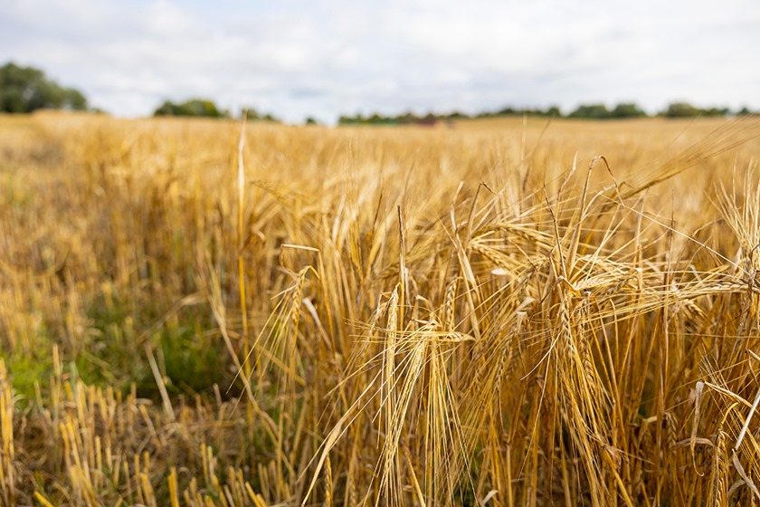 На Калининградскую область пришлось более половины всего произведённого в СЗФО зерна